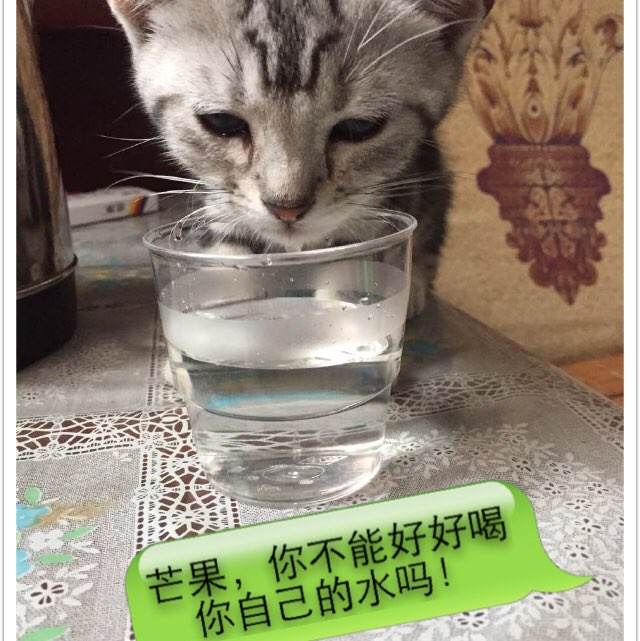 购买假日本秀明大學文凭